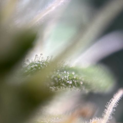 pineapple express auto(DWC) growlog timeline photo