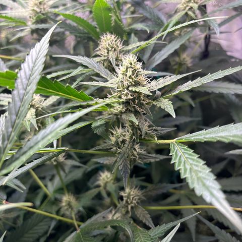 pineapple express auto(DWC) growlog timeline photo