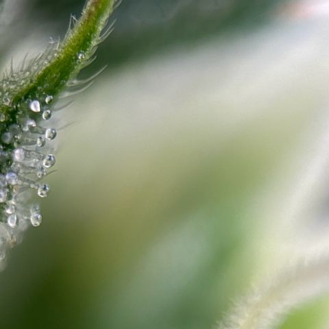 pineapple express auto(DWC) growlog timeline photo