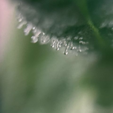 pineapple express auto(DWC) growlog timeline photo