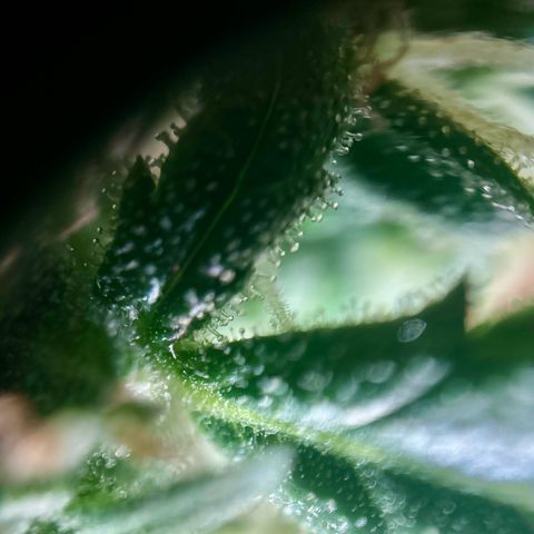 pineapple express auto(DWC) growlog timeline photo
