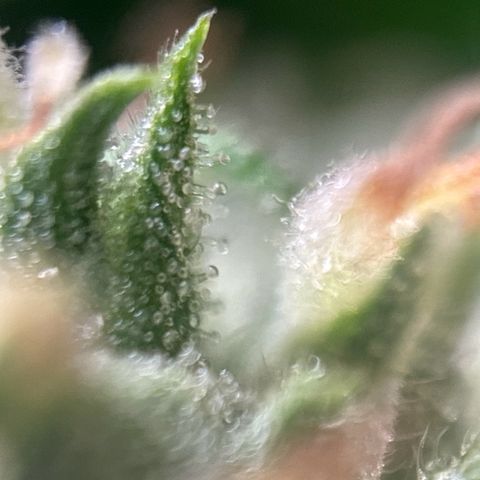 pineapple express auto(DWC) growlog timeline photo