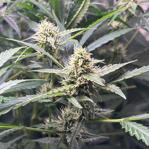 pineapple express auto(DWC) growlog timeline photo
