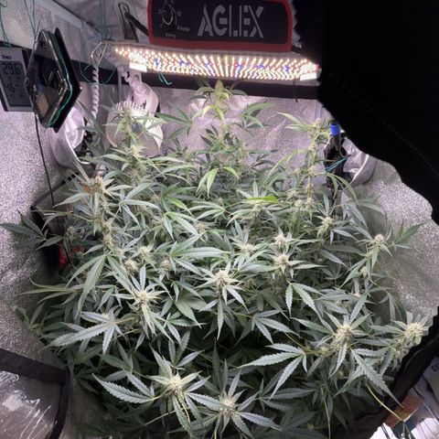 pineapple express auto(DWC) growlog timeline photo