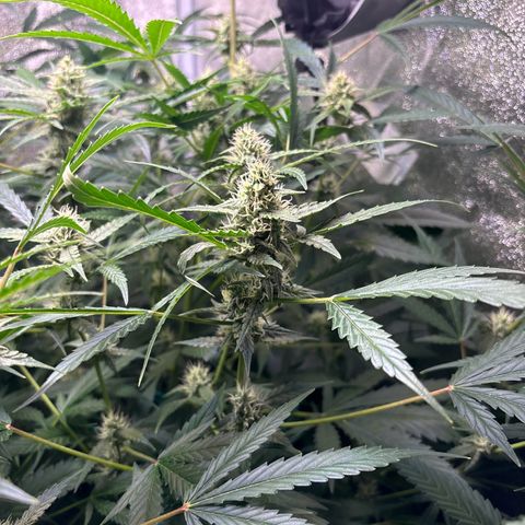 pineapple express auto(DWC) growlog timeline photo