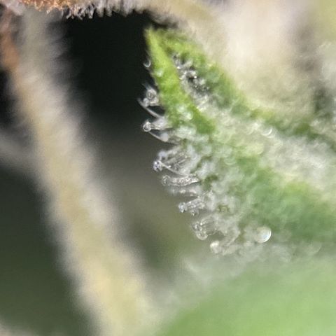 pineapple express auto(DWC) growlog timeline photo
