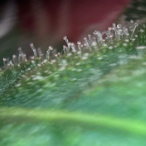 pineapple express auto(DWC) growlog timeline photo