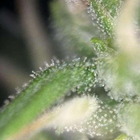 pineapple express auto(DWC) growlog timeline photo
