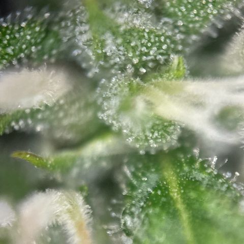 pineapple express auto(DWC) growlog timeline photo