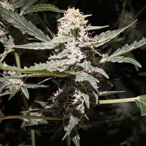 pineapple express auto(DWC) growlog timeline photo