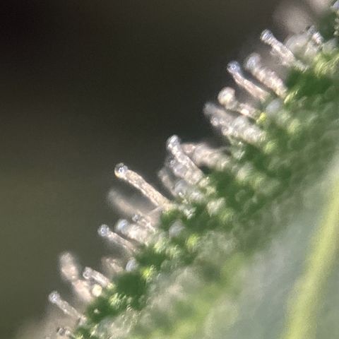 pineapple express auto(DWC) growlog timeline photo