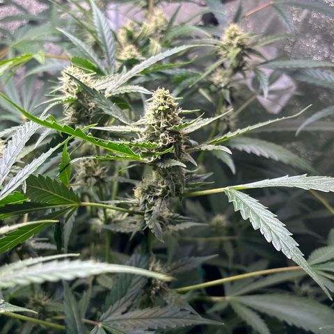 pineapple express auto(DWC) growlog timeline photo