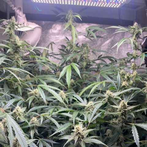 pineapple express auto(DWC) growlog timeline photo
