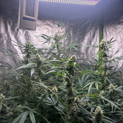 pineapple express auto(DWC) growlog timeline photo