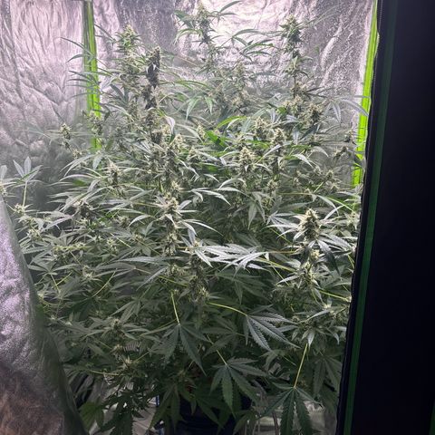 pineapple express auto(DWC) growlog timeline photo