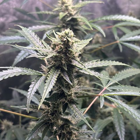 pineapple express auto(DWC) growlog timeline photo