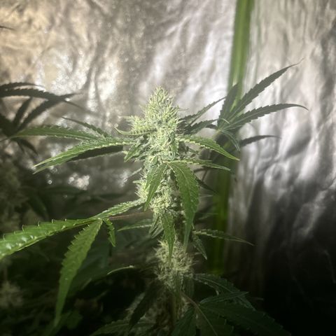 pineapple express auto(DWC) growlog timeline photo