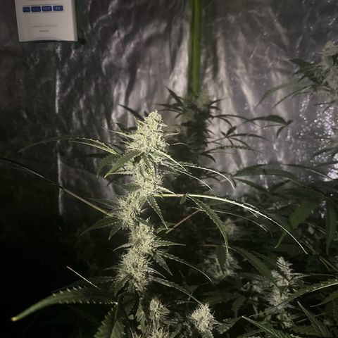 pineapple express auto(DWC) growlog timeline photo