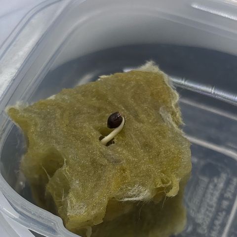 West Coast O.G. Auto growlog timeline photo