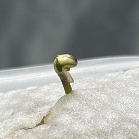 West Coast O.G. Auto growlog timeline photo