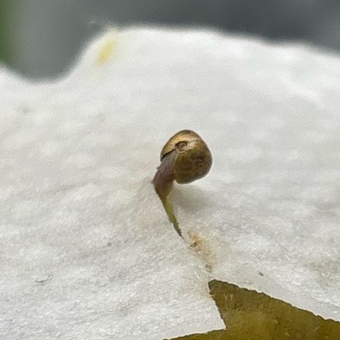 West Coast O.G. Auto growlog timeline photo