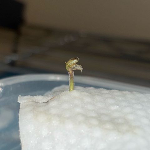 West Coast O.G. Auto growlog timeline photo