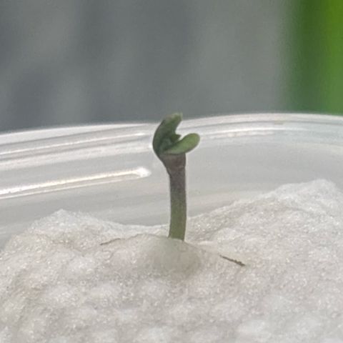 West Coast O.G. Auto growlog timeline photo