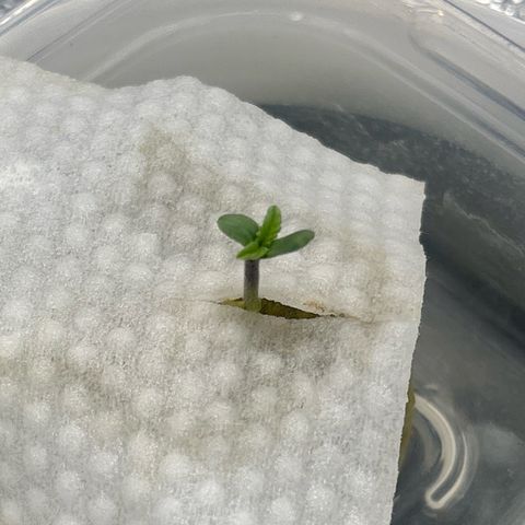 West Coast O.G. Auto growlog timeline photo