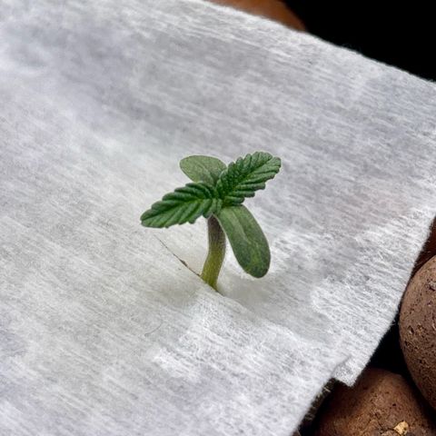 West Coast O.G. Auto growlog timeline photo