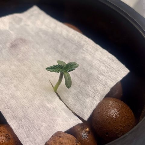 West Coast O.G. Auto growlog timeline photo