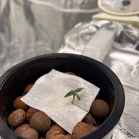 West Coast O.G. Auto growlog timeline photo