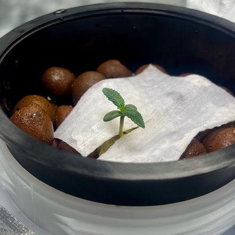 West Coast O.G. Auto growlog timeline photo