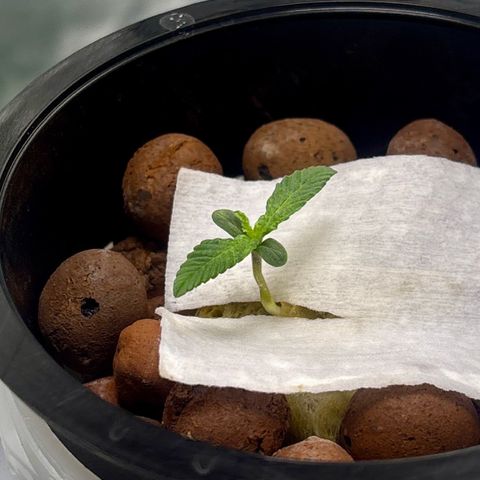 West Coast O.G. Auto growlog timeline photo