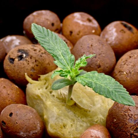 West Coast O.G. Auto growlog timeline photo