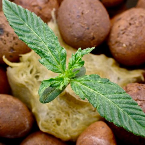 West Coast O.G. Auto growlog timeline photo