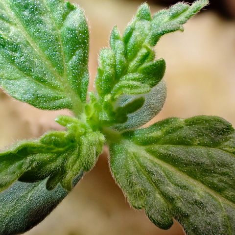 West Coast O.G. Auto growlog timeline photo