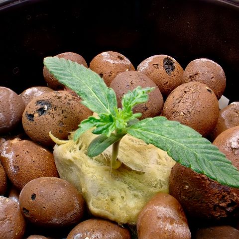 West Coast O.G. Auto growlog timeline photo