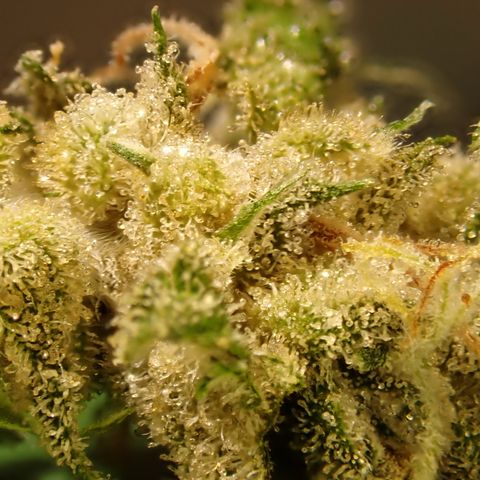 pineapple express auto(DWC) growlog timeline photo