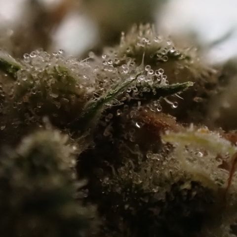 pineapple express auto(DWC) growlog timeline photo