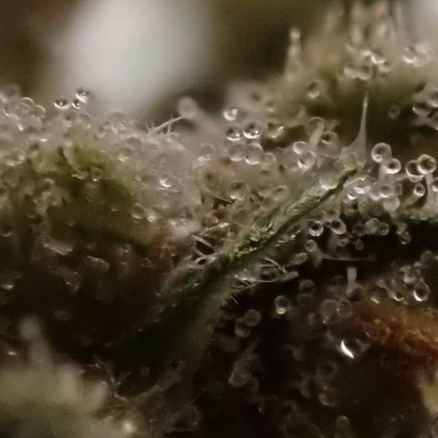 pineapple express auto(DWC) growlog timeline photo