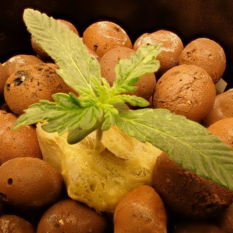 West Coast O.G. Auto growlog timeline photo
