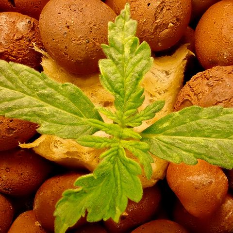 West Coast O.G. Auto growlog timeline photo
