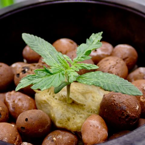 West Coast O.G. Auto growlog timeline photo