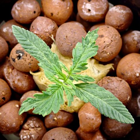 West Coast O.G. Auto growlog timeline photo