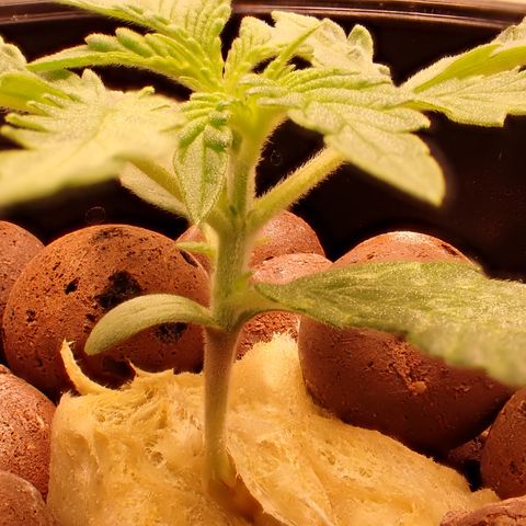 West Coast O.G. Auto growlog timeline photo