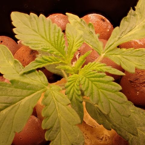 West Coast O.G. Auto growlog timeline photo