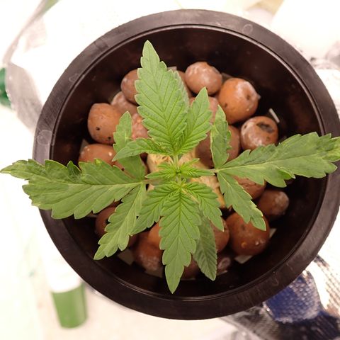 West Coast O.G. Auto growlog timeline photo