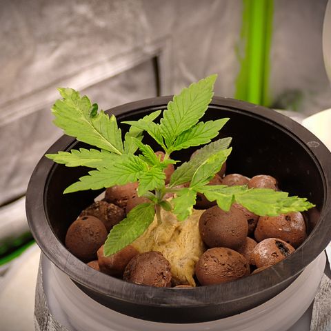 West Coast O.G. Auto growlog timeline photo