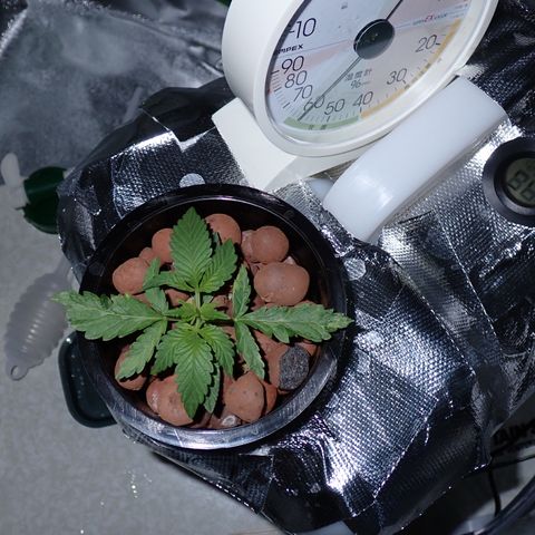 West Coast O.G. Auto growlog timeline photo