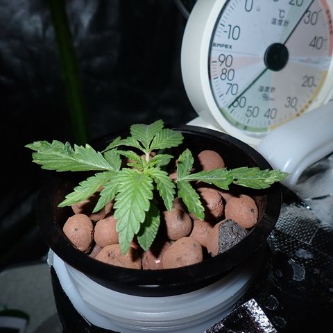 West Coast O.G. Auto growlog timeline photo